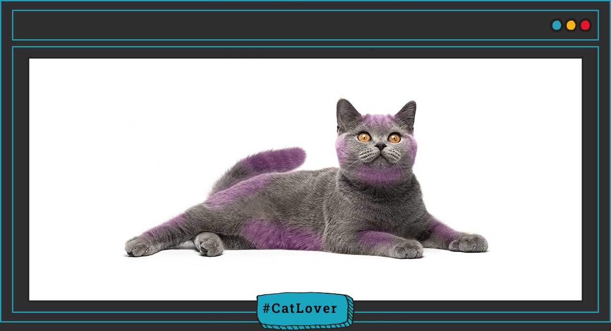 ¿Cuál es la parte más sensible de los gatos?